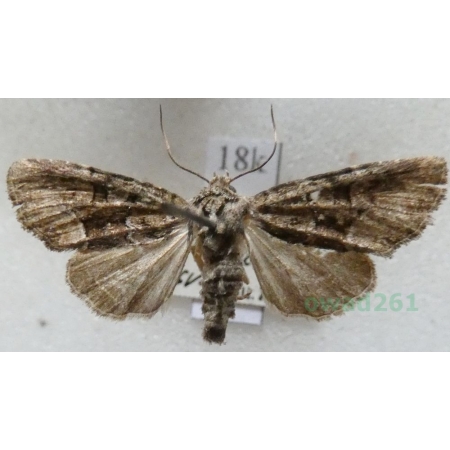 Oligia versicolor (Borkhausen, 1792) Czech18k